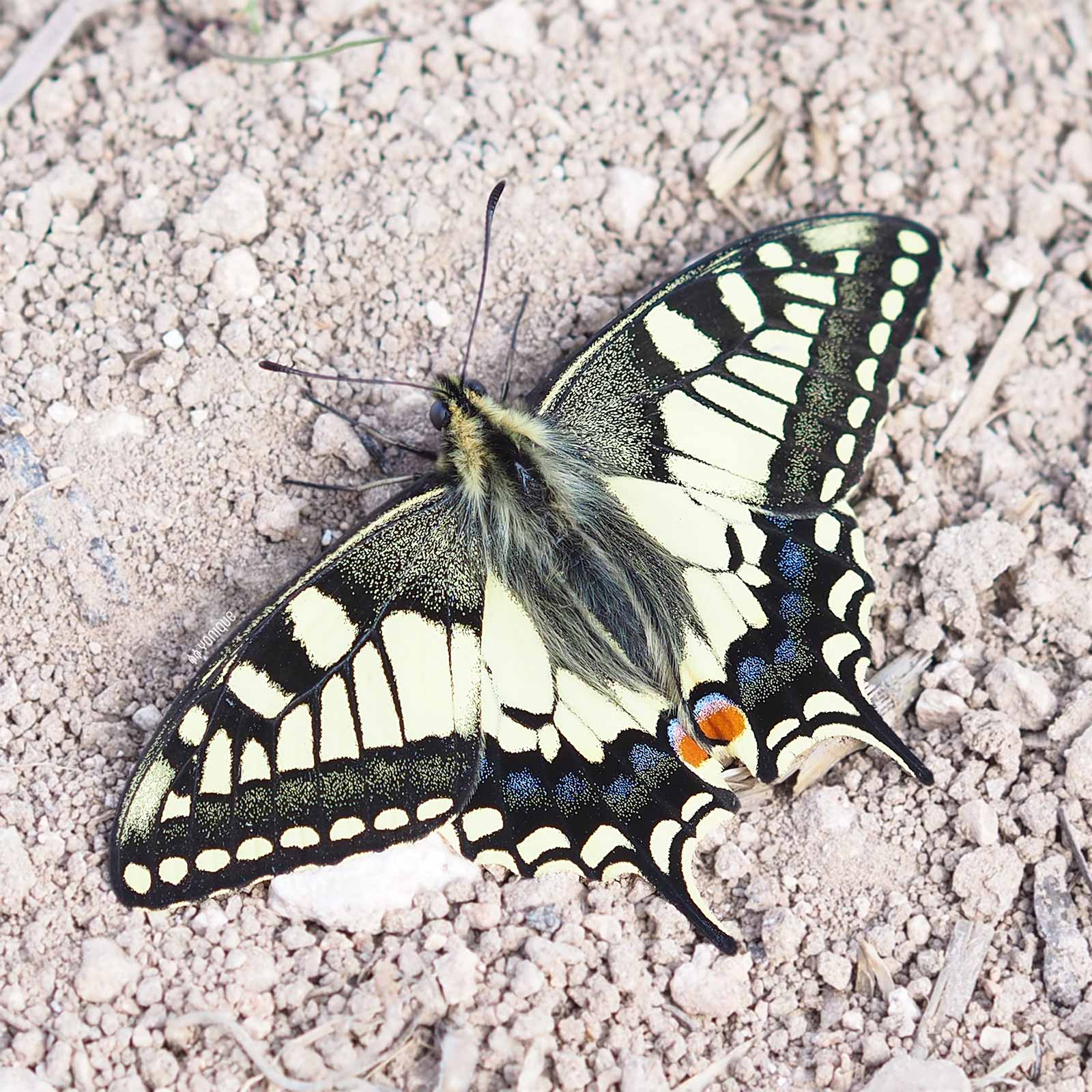 papilio-machaon-spain-papillon-yoniquenews-laboutiquedemelimelo