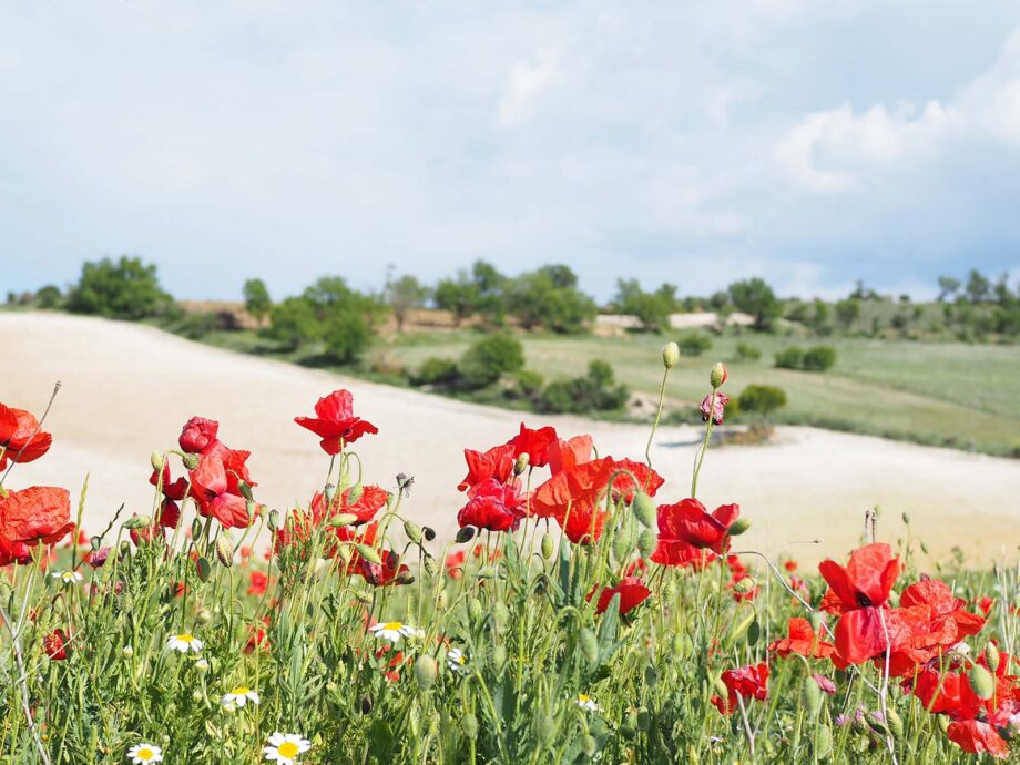 à bicyclette coquelicots flowersbymelimelo valladolid españa spain