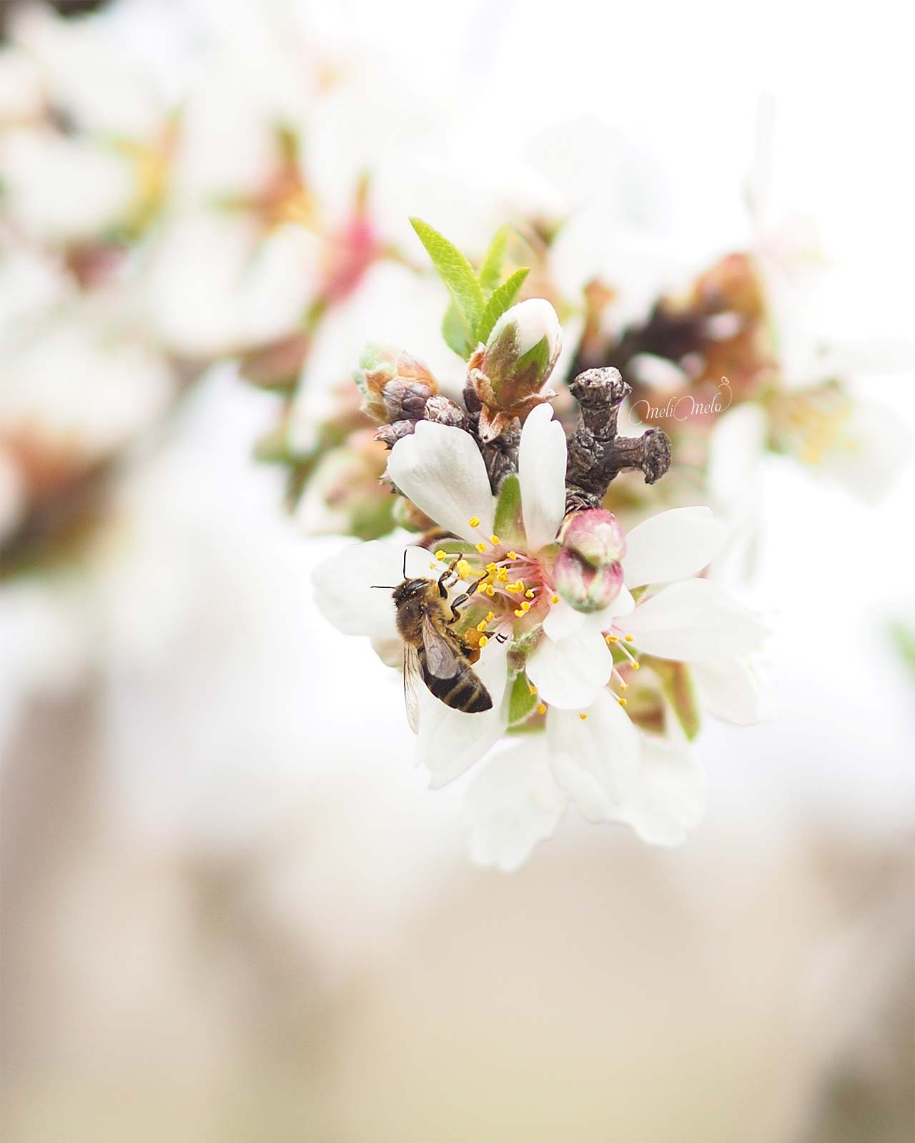 abeja-flor-almendro-marzo-2024-en-bici-yoniquenews-laboutiquedemelimelo