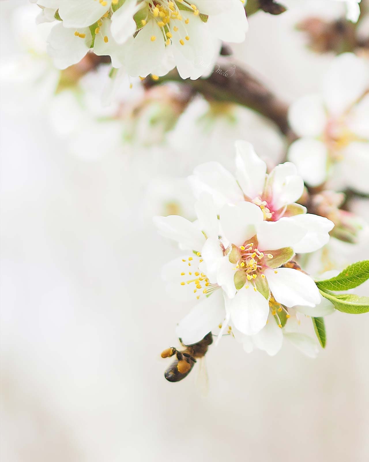 abeja-flor-almendro-valladolid-marzo-2024-en-bici-yoniquenews-laboutiquedemelimelo