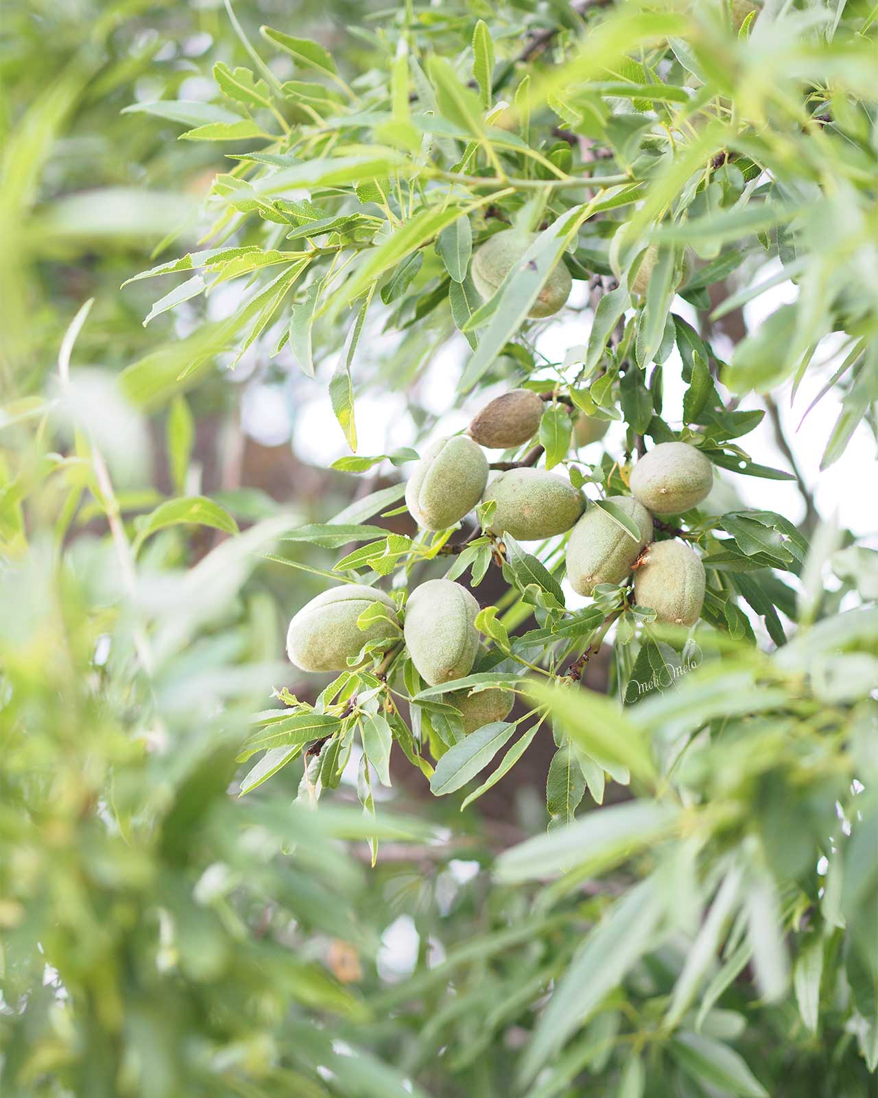amandes-printemps-almendras-2024-junio-valladolid-yoniquenews-laboutiquedemelimelo