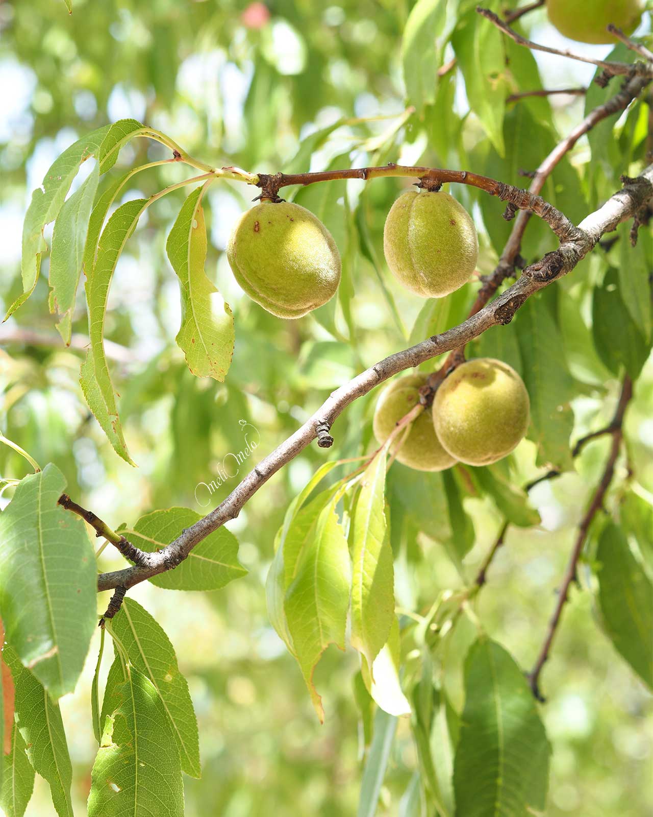 amandes-septembre-2025-yoniquenews