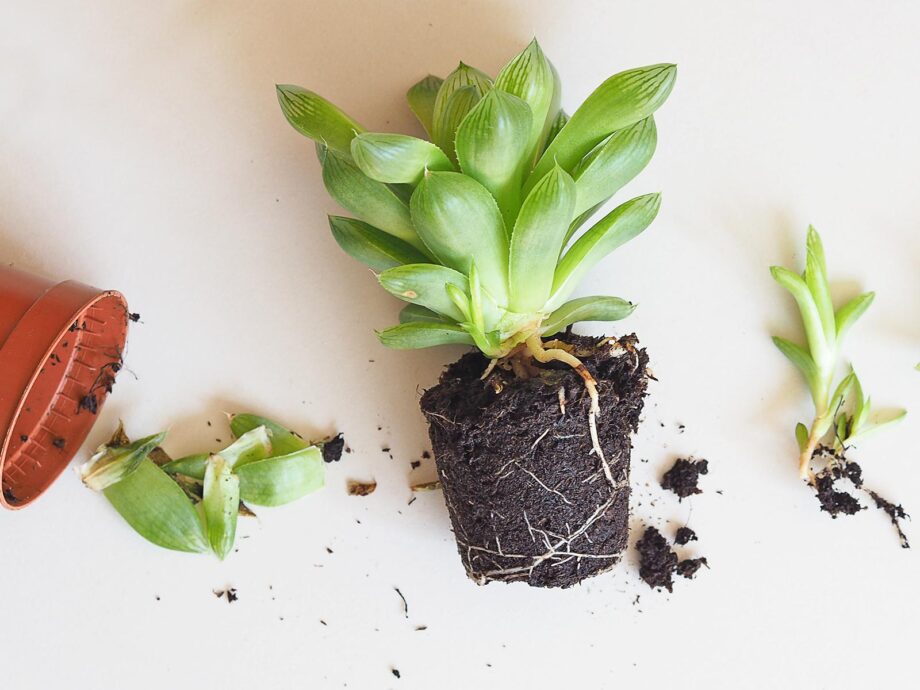 baby gardening succulent Haworthia Cymbiformis La Boutique de MeliMelo
