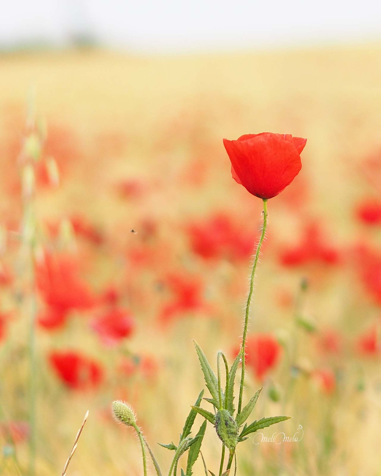 coquelicot-printemps-2024-amapola-junio-valladolid-yoniquenews-laboutiquedemelimelo