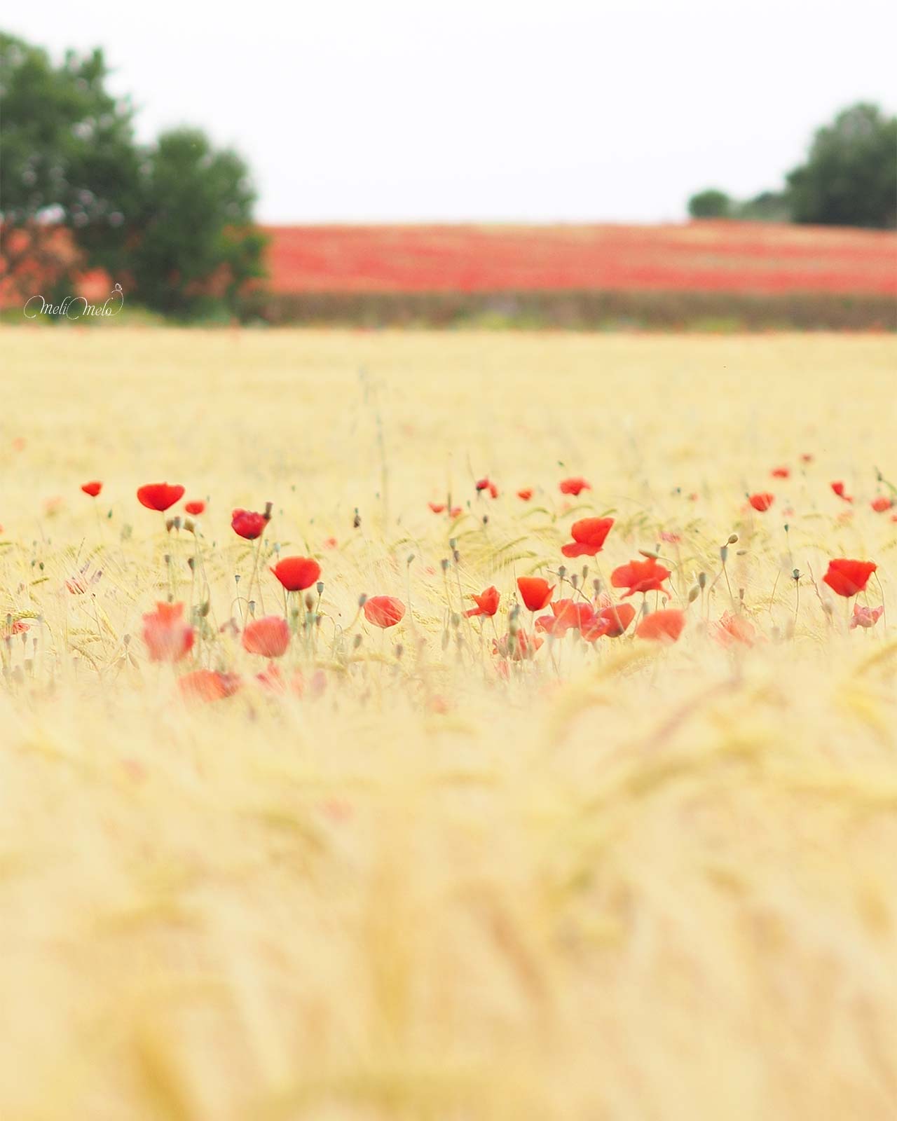 coquelicot-printemps-2024-amapolas-junio-valladolid-yoniquenews-laboutiquedemelimelo