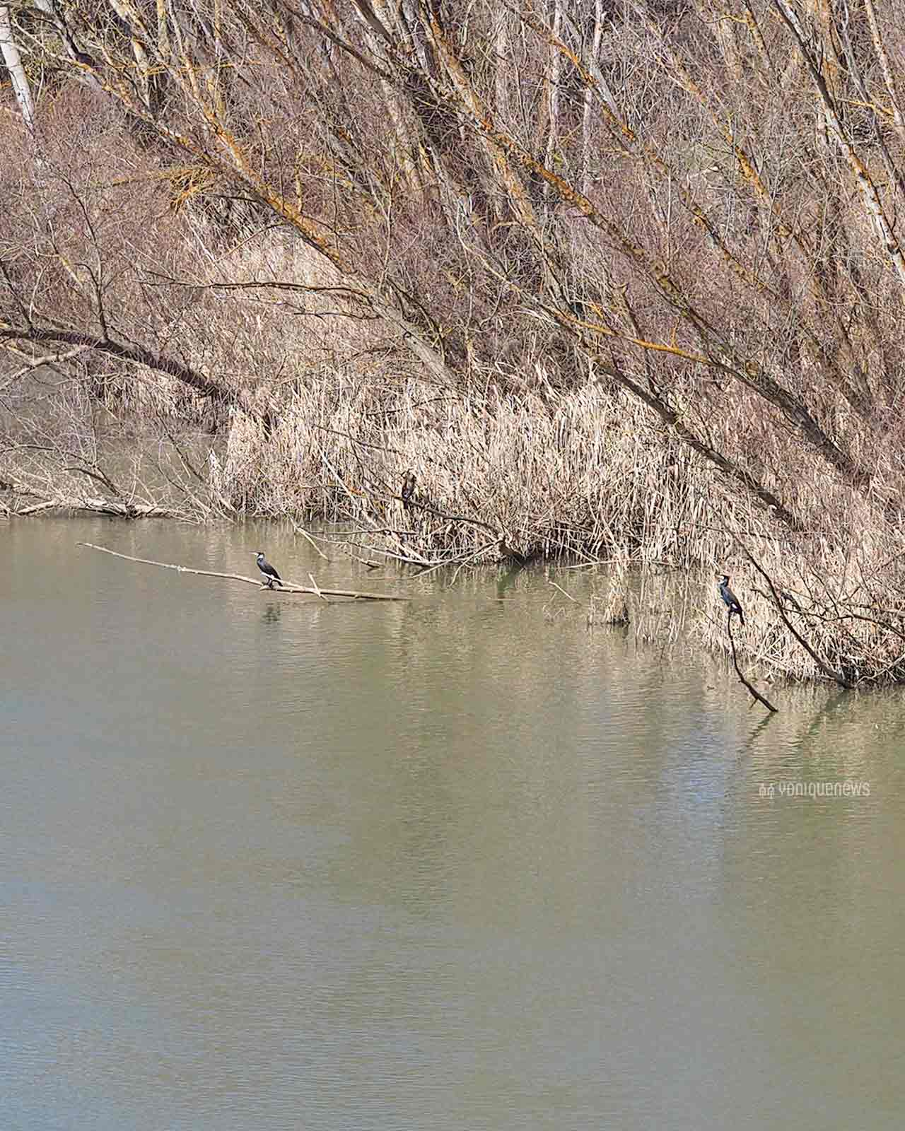 cormoranes-rio-duero-toro-zamora-marzo-2025-yoniquenews