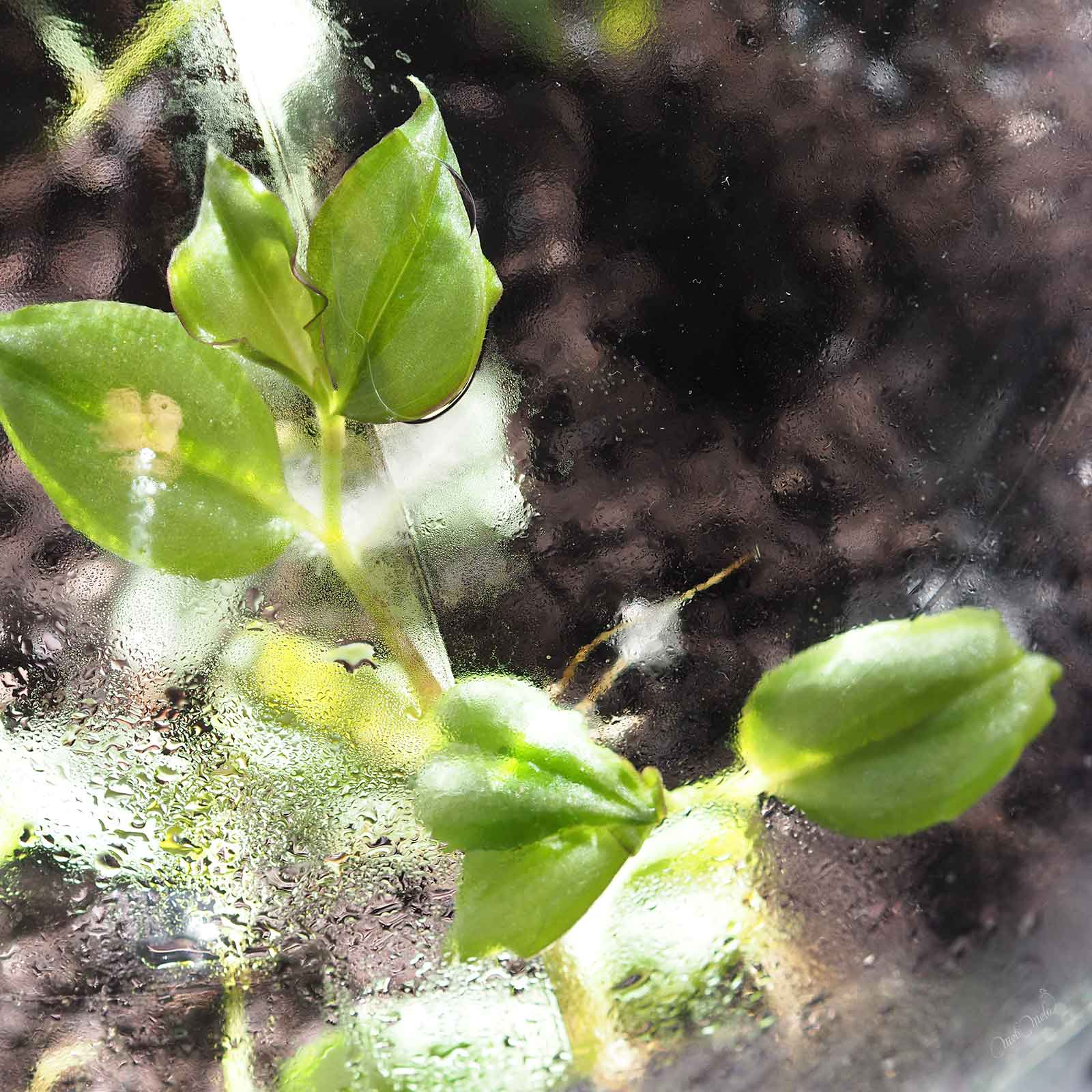Condensation parois dame jeanne Tradescantia Zebrina laboutiquedemelimelo