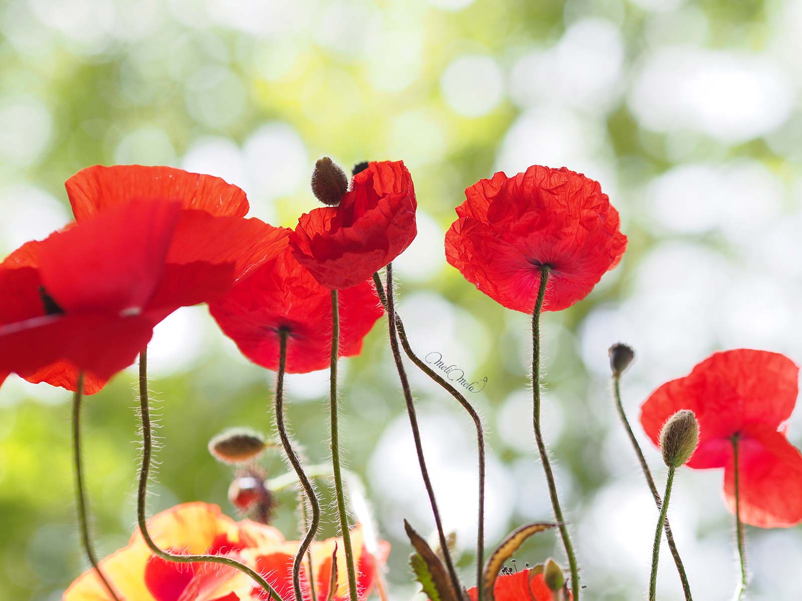 eclosion-coquelicots-au-petit-matin-laboutiquedemelimelo