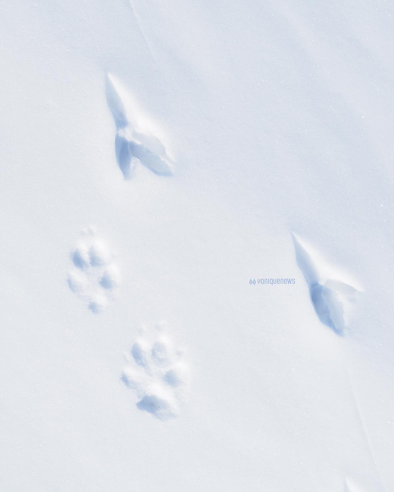 empreintes-neige-oiseau-mammifere-hiver-a-velo-yoniquenews