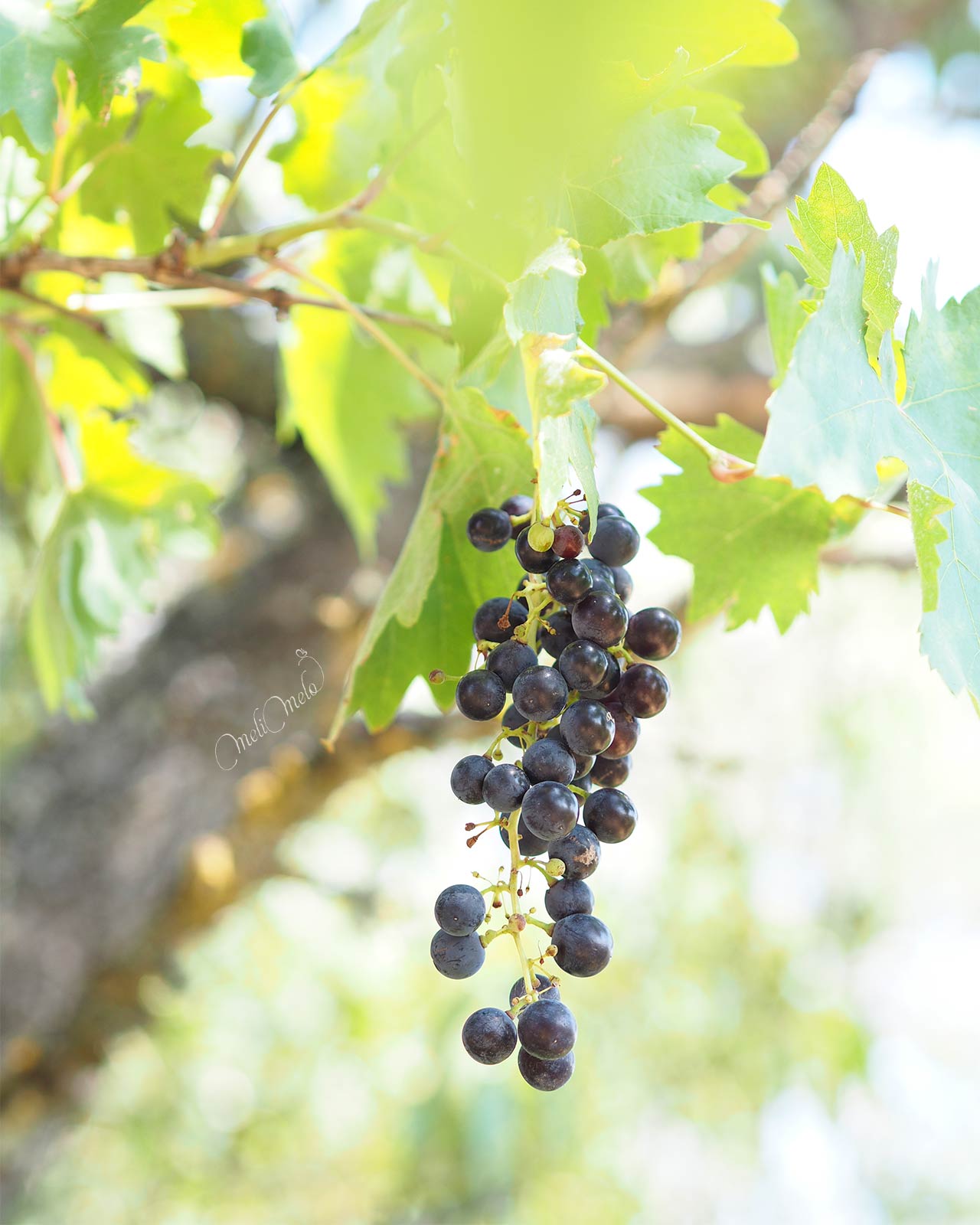 fin-raisin-table-premier-septembre-2025-yoniquenews