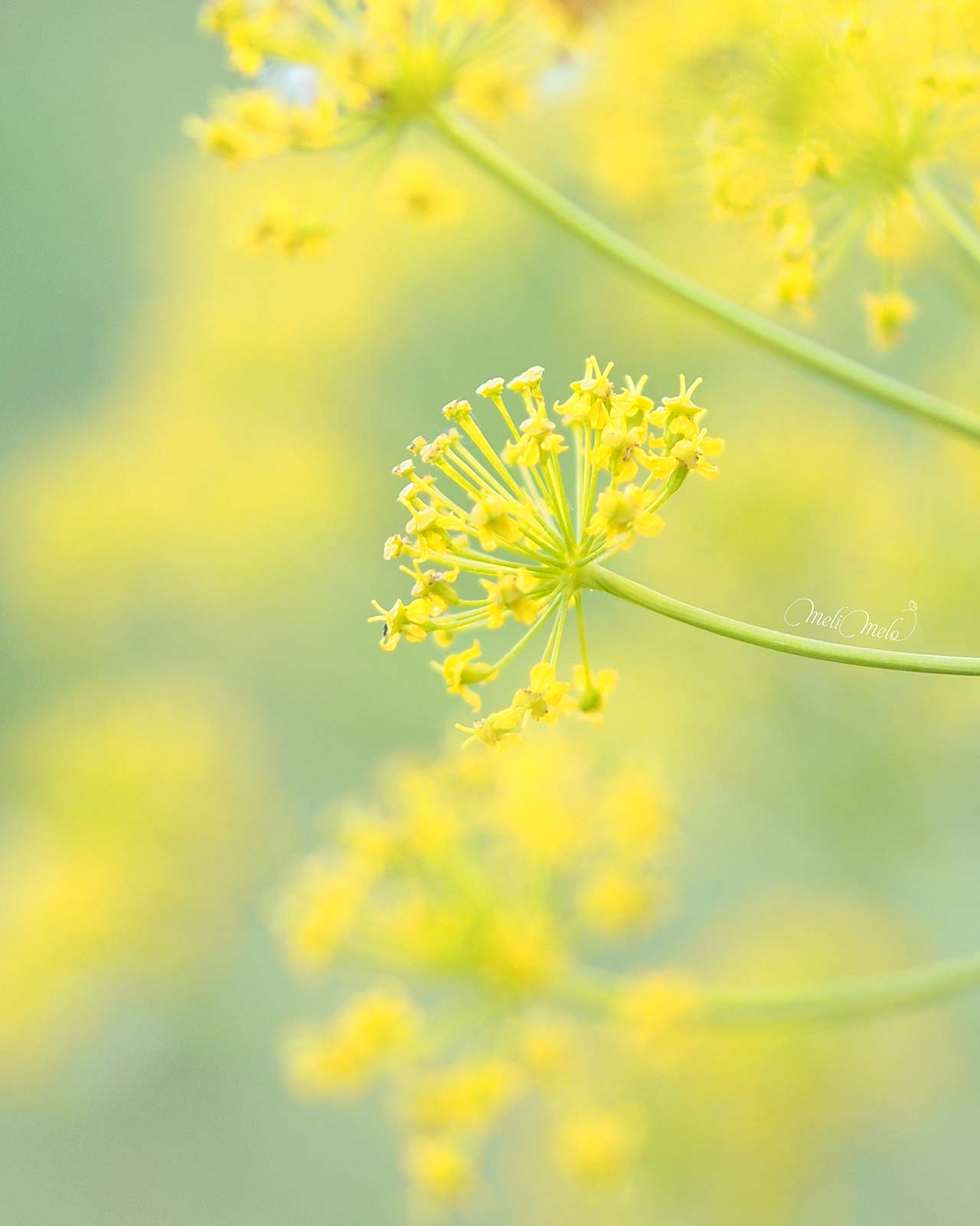 fleur-ombelle-junio-2024-yoniquenews-laboutiquedemelimelo