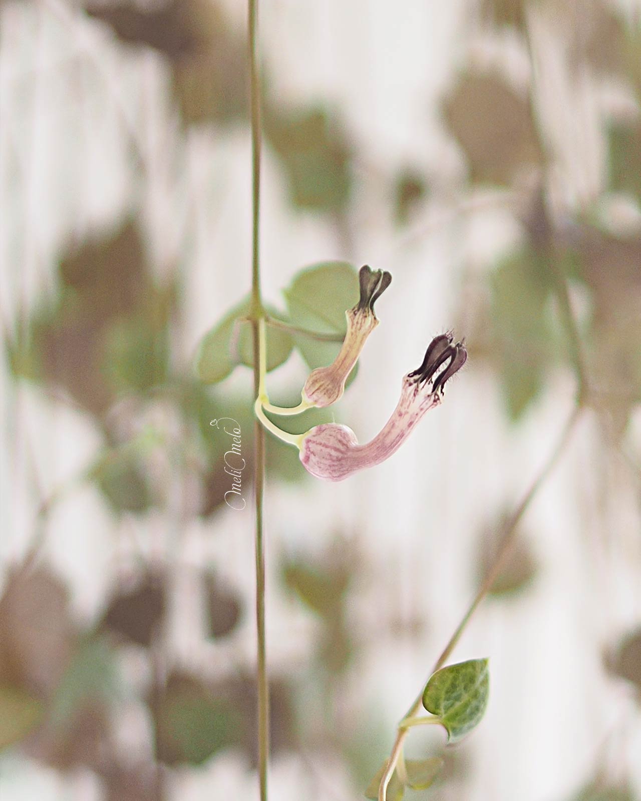 floraison-double-ceropegia-woodii-laboutiquedemelimelo