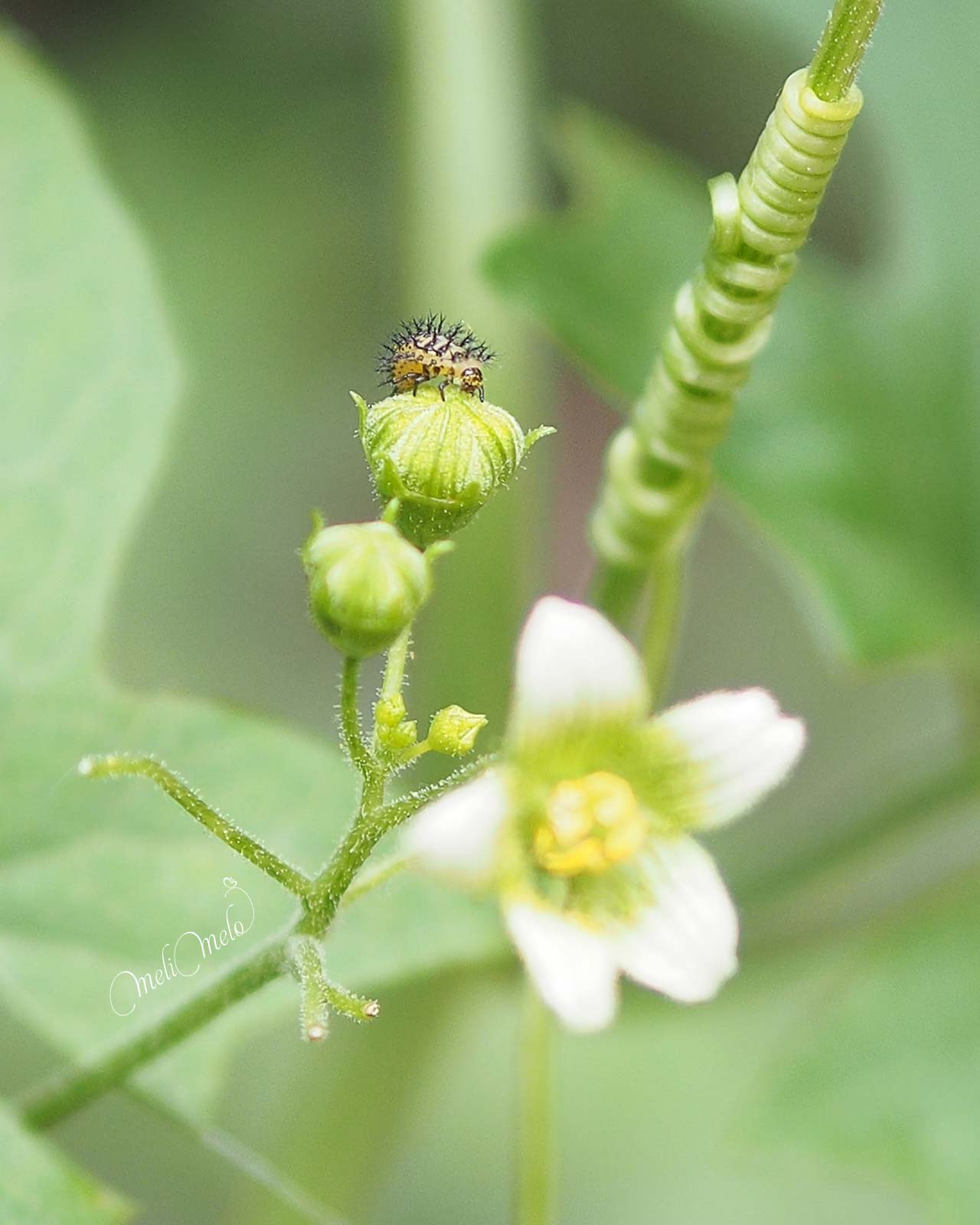 larve-coccinelle-orange-Epilachna-argus-laboutiquedemelimelo