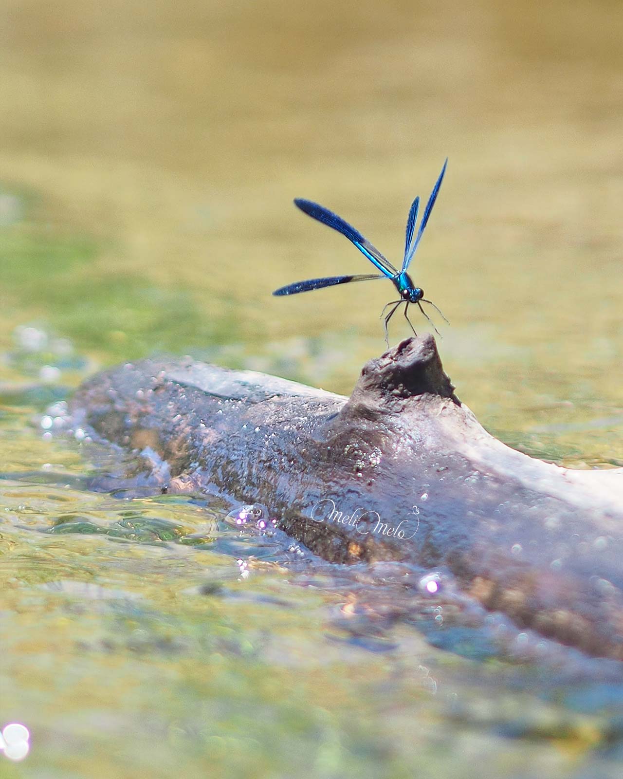 libellule-demoiselle-bleu-riviere-rio-eresma-valladolid-laboutiquedemelimelo