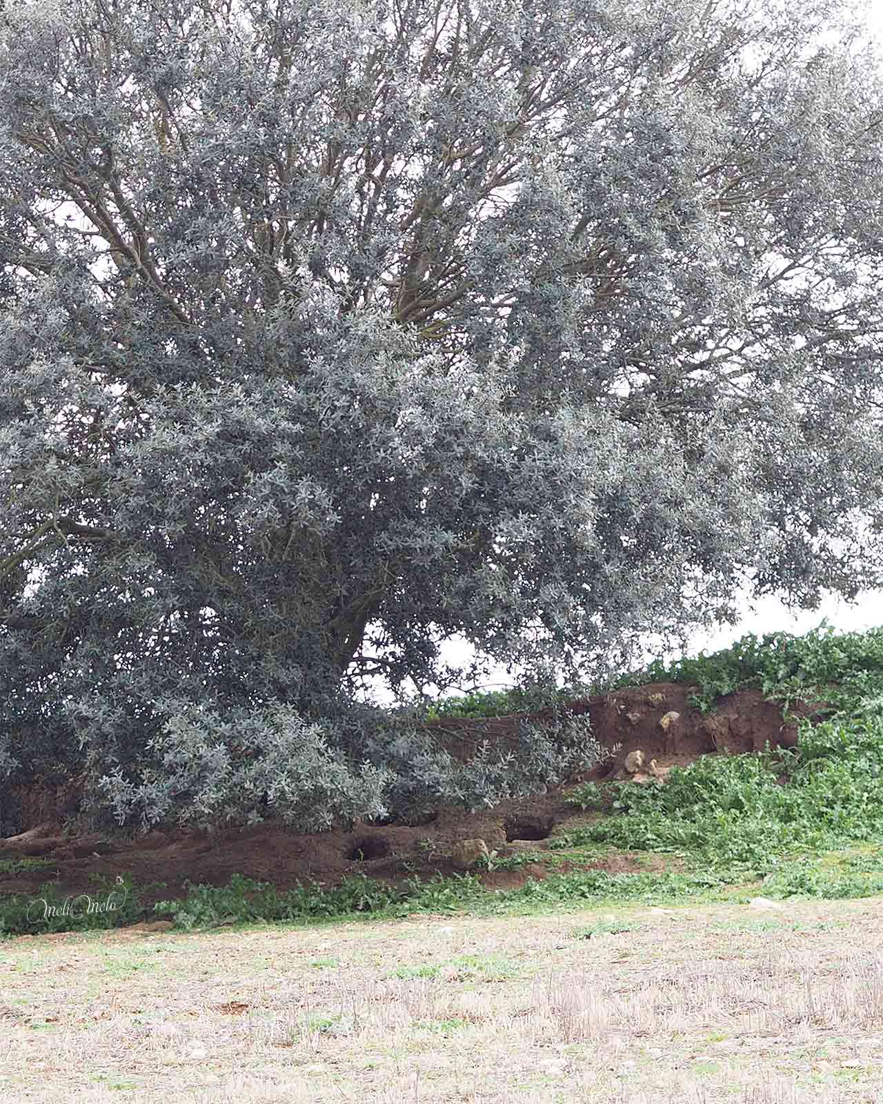 madriguera-lievres-bajo-encina-invierno-en-bici-yoniquenews
