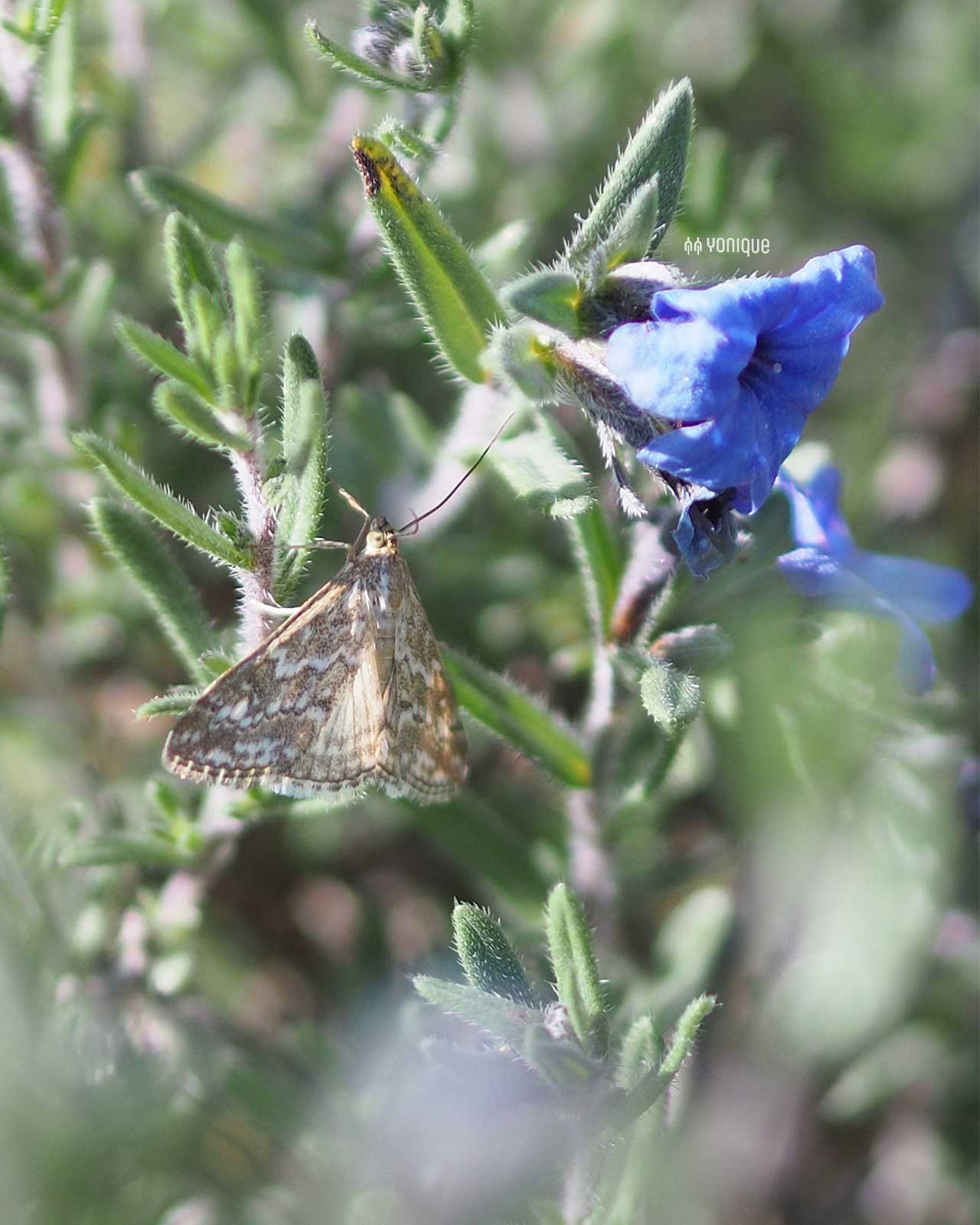mariposa-cylesvida-primavera-mayo-2025-paramo-en-bici-yoniquenews