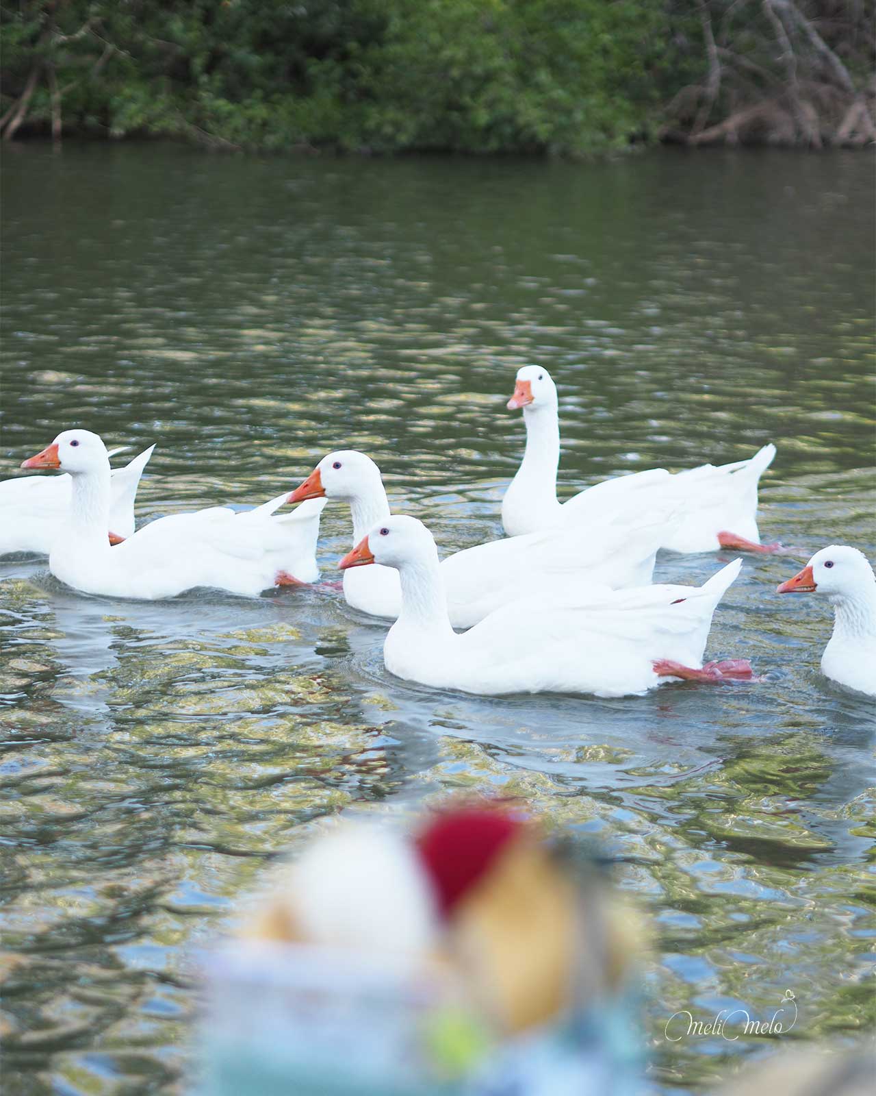 pause-tricot-fleuve-canard-pekin-laboutiquedemelimelo