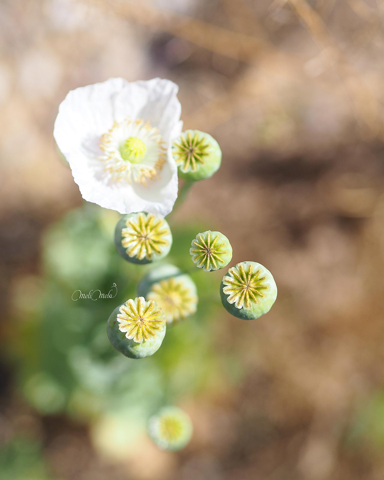 pavot-somniferum-blanc-capsule-juin-2024-yoniquenews-laboutiquedemelimelo