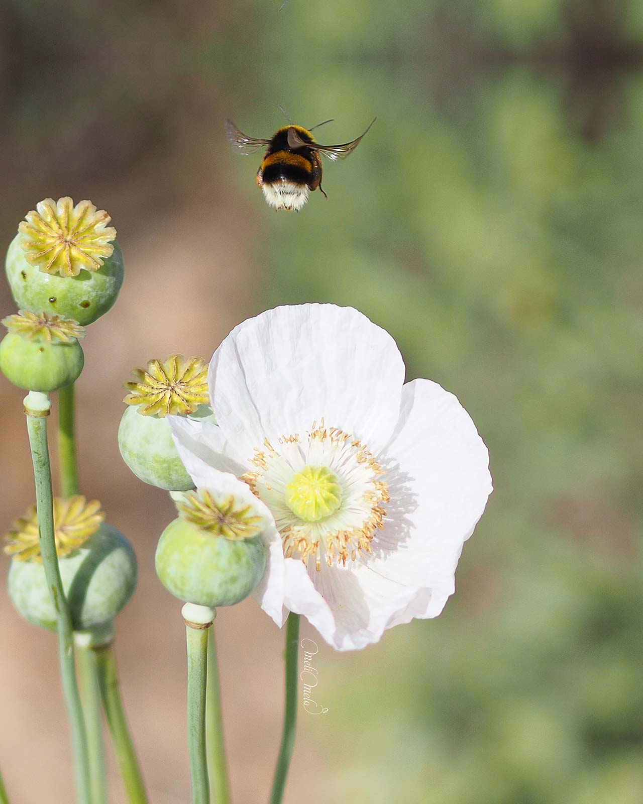 pavot-somniferum-blanc-juin-2024-bourdon-amapolas-valladolid-yoniquenews-laboutiquedemelimelo.jpg