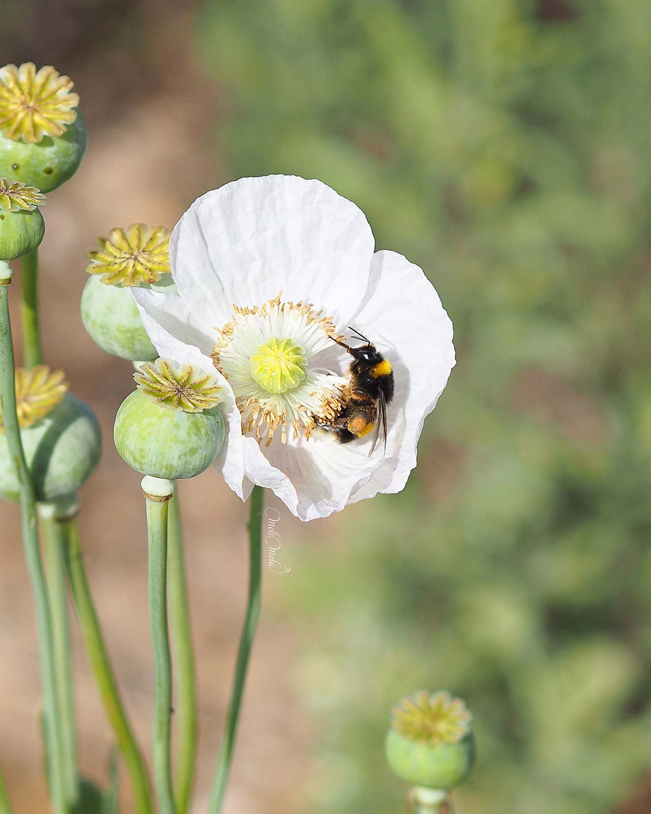 pavot-somniferum-blanc-juin-2024-bourdon-valladolid-yoniquenews-laboutiquedemelimelo