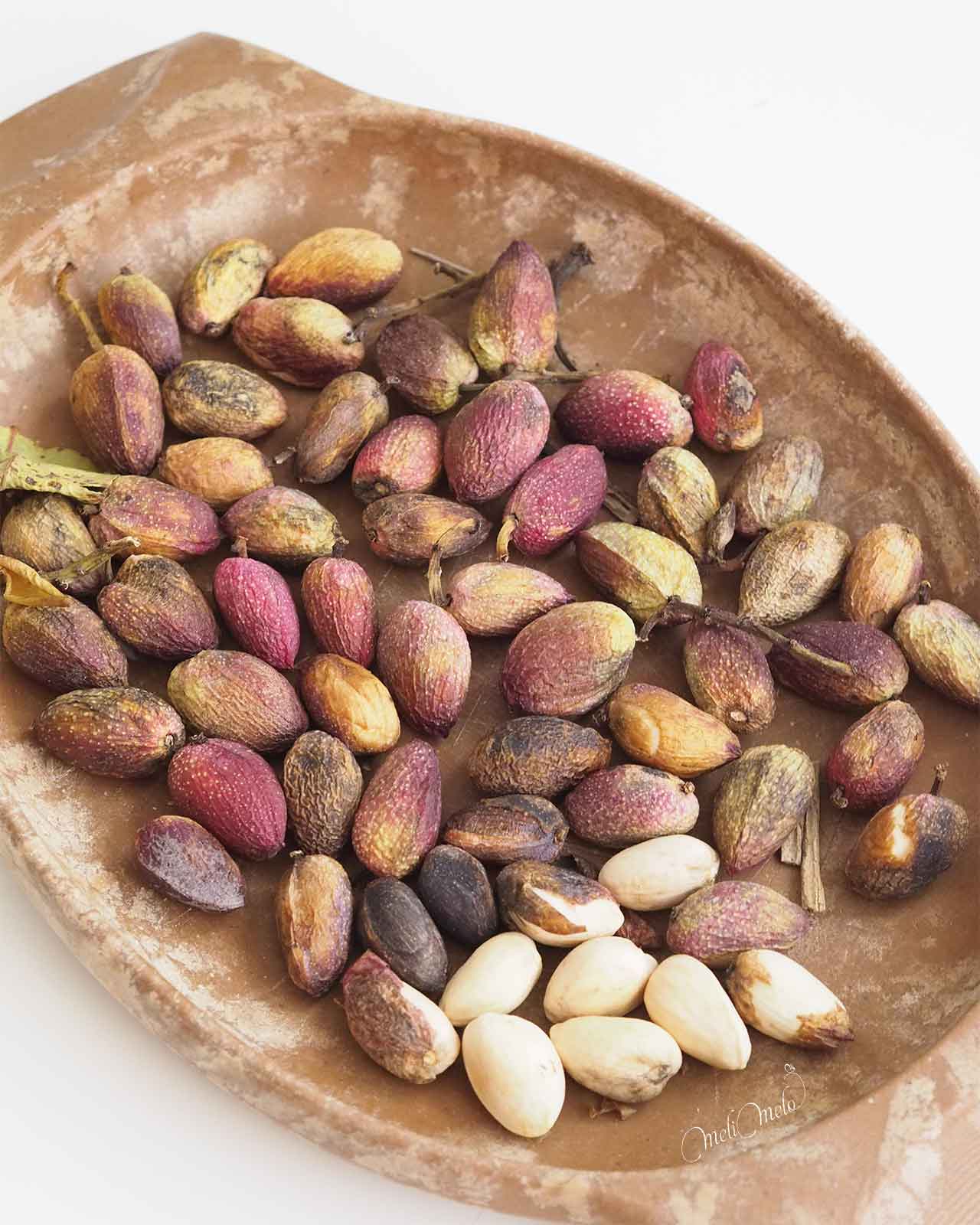 recolte-pistache-pistachos-frescos-yoniquenews