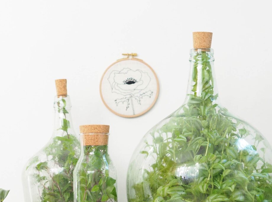 terrarium misère tradescantia Boutique MeliMelo