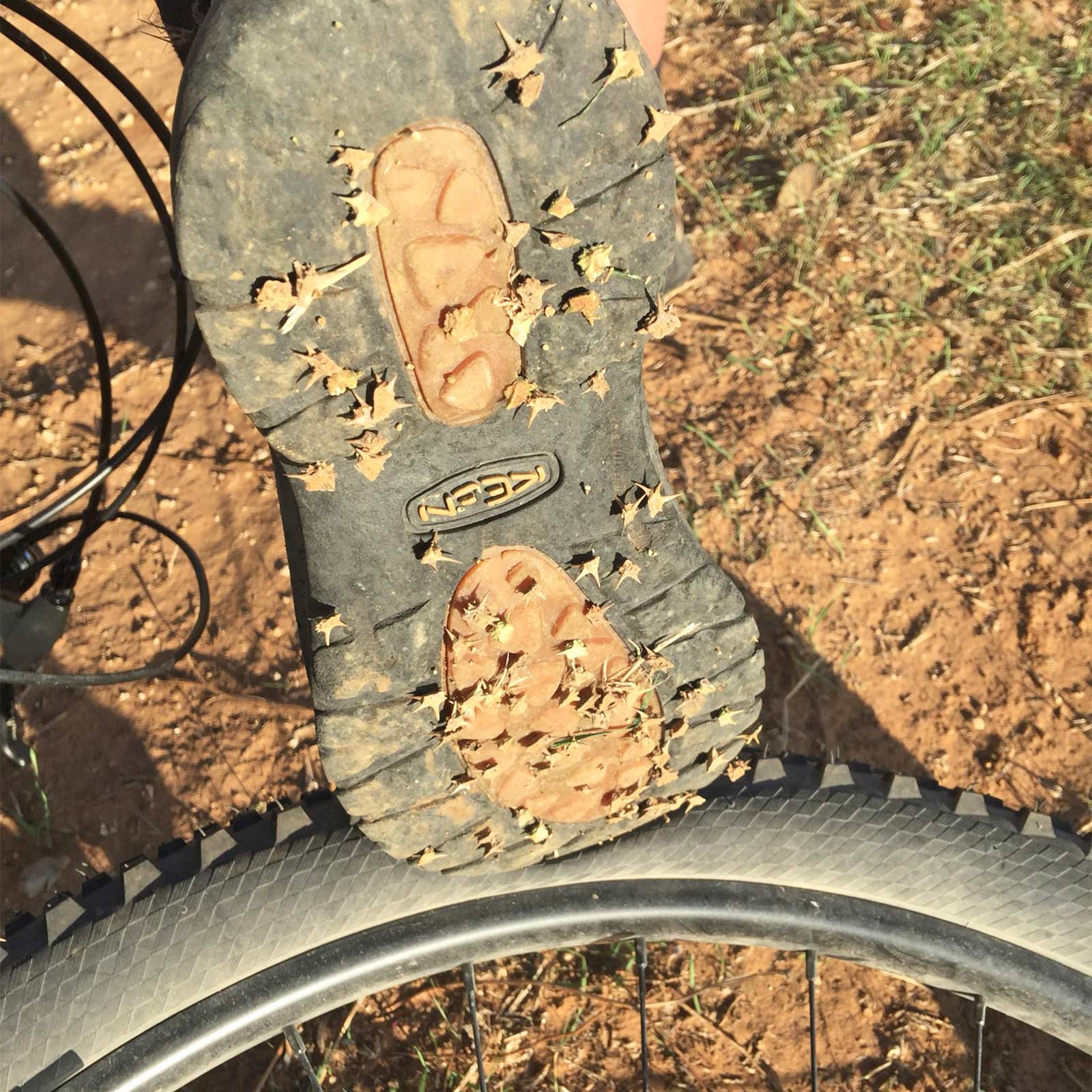 tribulus terrestris fruits piquant bicyclette abrojos valladolid yoniquenews