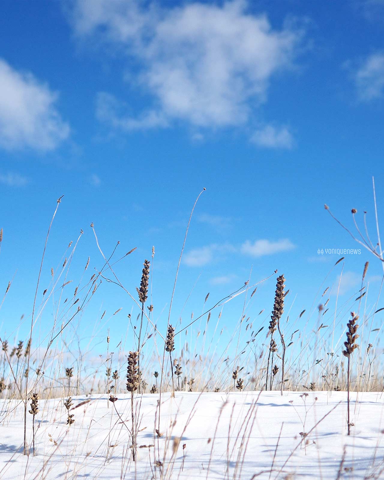 vegetacion-mediterranea-nieve-invierno-castilla-leon-paramos-yoniquenews